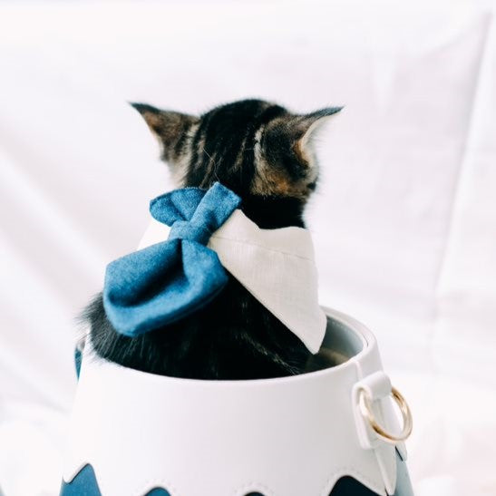 Kitten wearing the Fuji Meow Male Lead Collar with Bossy Necktie inside a bag at Grandmama Store in Hong Kong.