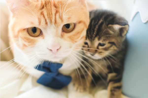 ginger-cat-and-tabby-kitten-wearing-blue-neckties-Fuji-Meow-Bossy-Necktie-Hong-Kong-Kwun-Tong-Grandmama-store
