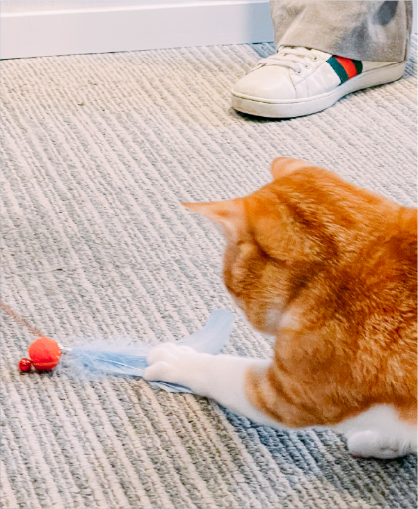 ginger-cat-reaching-for-feather-toy-on-carpet-Fuji-Meow-Mount-Fuji-Cat-Teaser-Kwun-Tong-Grandmama-store