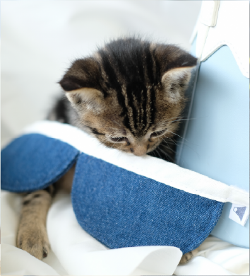 kitten-wearing-blue-scalloped-pet-collar-facing-camera-Fuji-Meow-Bossy-Necktie-Hong-Kong-Kwun-Tong-Grandmama-store