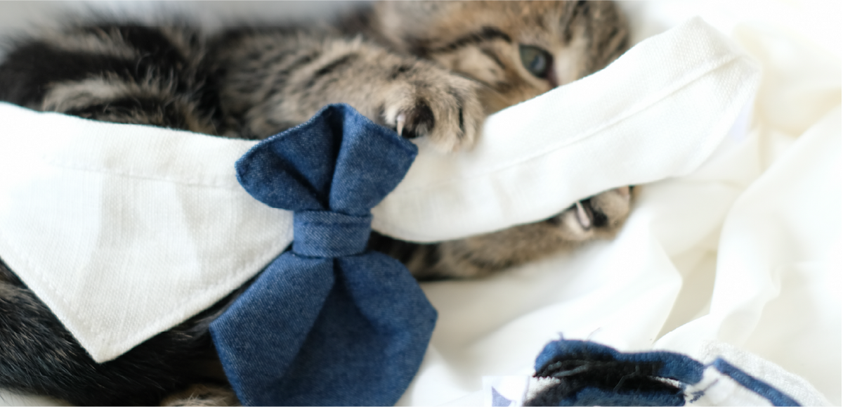 tabby-cat-sleeping-wearing-blue-tie-and-white-collar-Fuji-Meow-Bossy-Necktie-Hong-Kong-Kwun-Tong-Grandmama-store