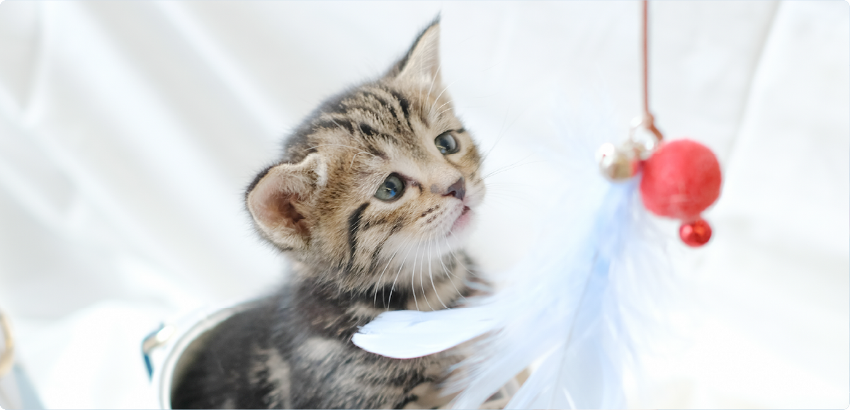 tabby-kitten-looking-at-feather-wand-Fuji-Meow-Mount-Fuji-Cat-Teaser-Hong-Kong-Kwun-Tong-Grandmama-store