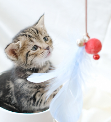 tabby-kitten-looking-at-light-blue-feather-wand-Fuji-Meow-Mount-Fuji-Cat-Teaser-Kwun-Tong-Grandmama-store