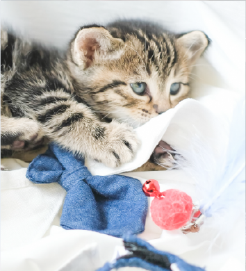 tabby-kitten-playing-with-blue-collar-and-teaser-ball-Fuji-Meow-Cat-Teaser-Hong-Kong-Kwun-Tong-Grandmama-store