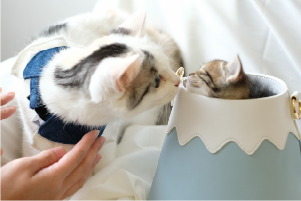 white-cat-wearing-blue-necktie-next-to-mt-fuji-bag-Fuji-Meow-Bossy-Necktie-Hong-Kong-Kwun-Tong-Grandmama-store